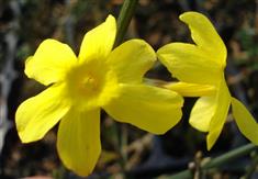 Du soleil en hiver avec le jasmin nudiflorum
