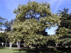 Sophora du japon, Arbre des pagodes
