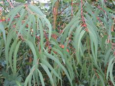 Eucalyptus parviflora